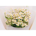 鮮 花 洋 甘 菊 花 束 # FB038_3