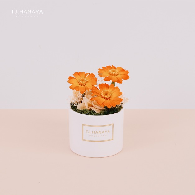 永生雛菊小盆花＃橙