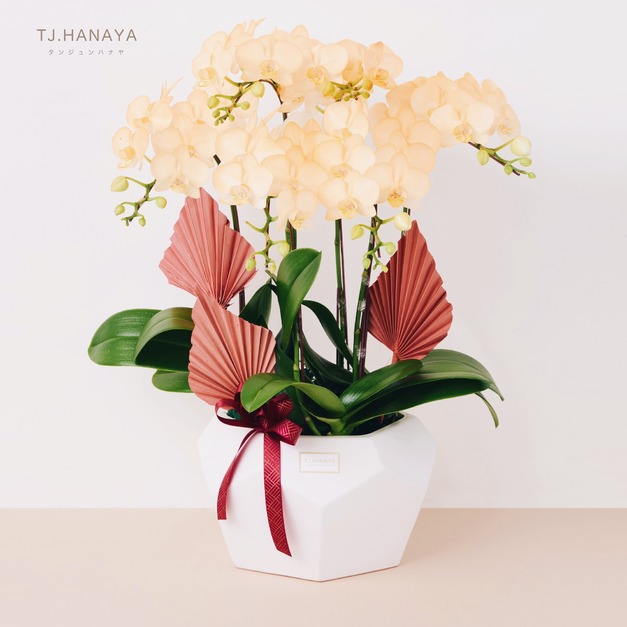 蘭 花 禮 盆＃LB022