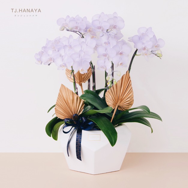 蘭 花 禮 盆＃LB024