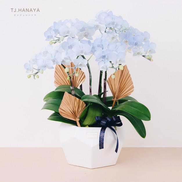 蘭 花 禮 盆＃LB023