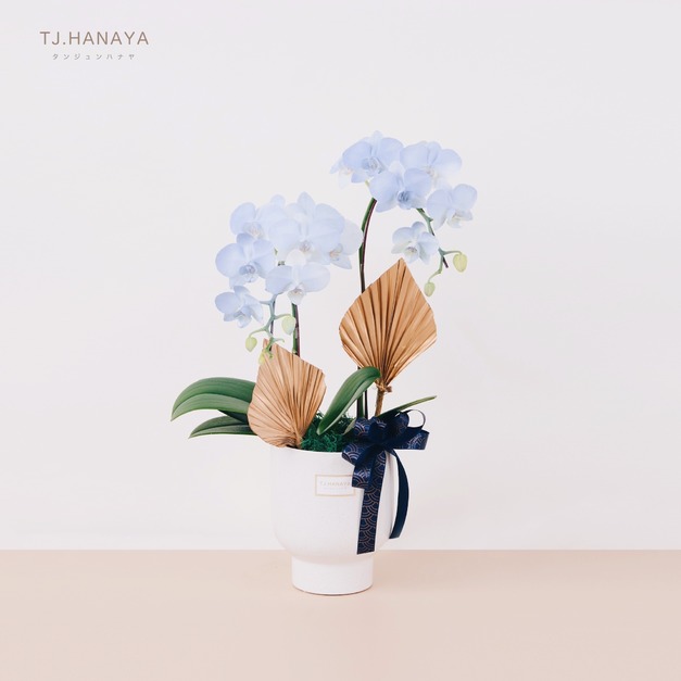 蘭 花 禮 盆＃LB017