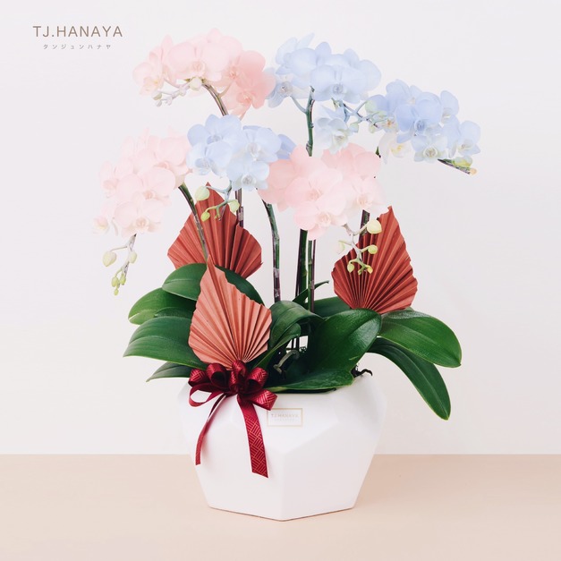 蘭 花 禮 盆＃LB026