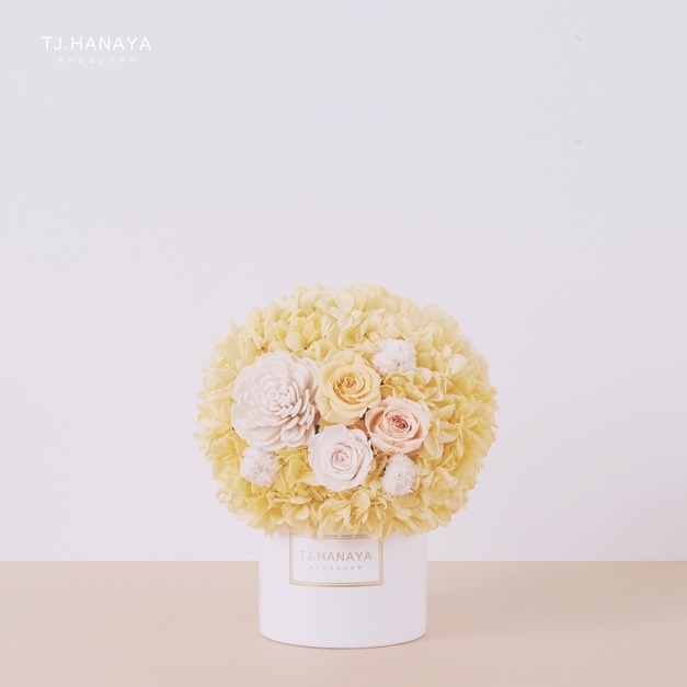 迷你永生盆花＃微光黃