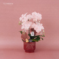 新春蘭花禮盆｜NY04