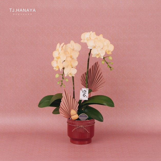 新春蘭花禮盆｜NY03