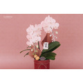 新春蘭花禮盆｜NY01_2