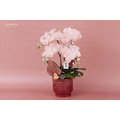 新春蘭花禮盆｜NY04_1