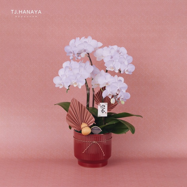 新春蘭花禮盆｜NY05