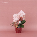 新春蘭花禮盆｜NY01