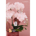 新春蘭花禮盆｜NY04_4