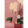 新春蘭花禮盆｜NY03_5