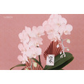 新春蘭花禮盆｜NY01_4