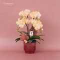 新春蘭花禮盆｜NY06