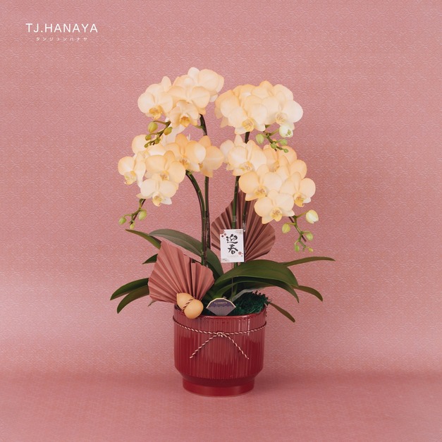 新春蘭花禮盆｜NY06