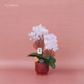 新春蘭花禮盆｜NY02