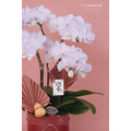 新春蘭花禮盆｜NY05_4