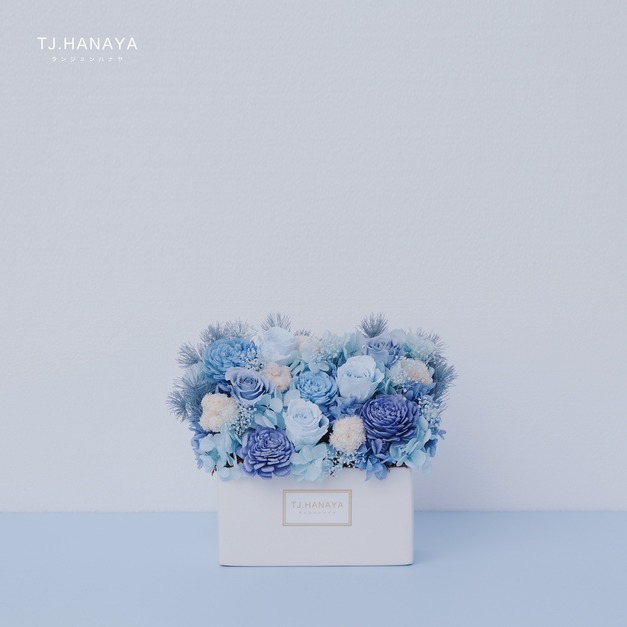 永生長型盆花｜迷你藍