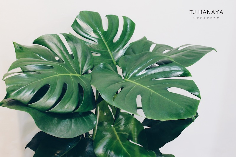 龜背芋寓意是什麼？完整介紹特色、室內擺放位置與養護方式指南