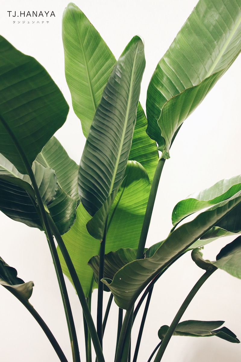 天堂鳥寓意是什麼？完整介紹特色、室內擺放位置與養護方式指南