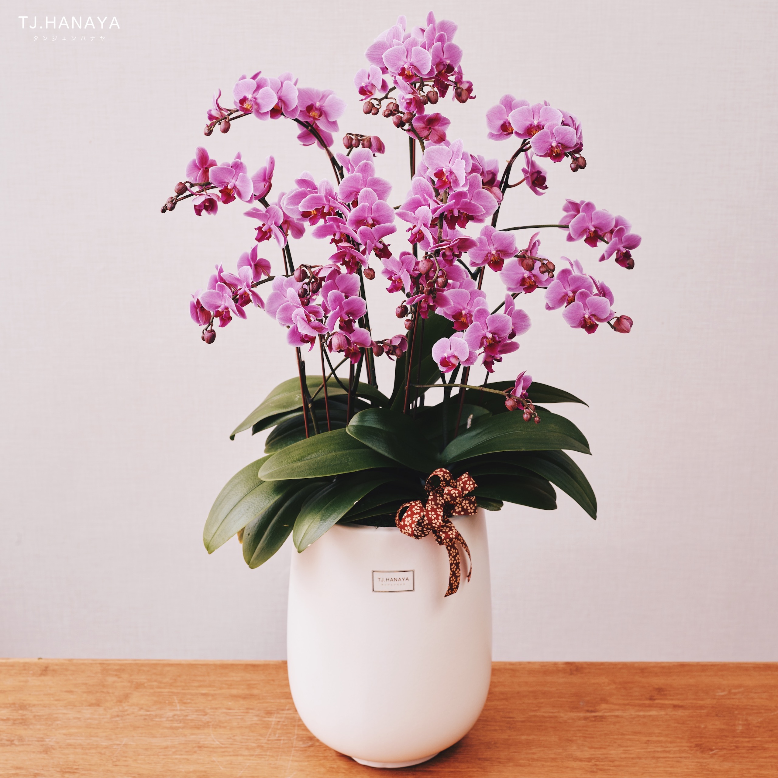 落地蘭花-大型蘭花-蘭花送禮