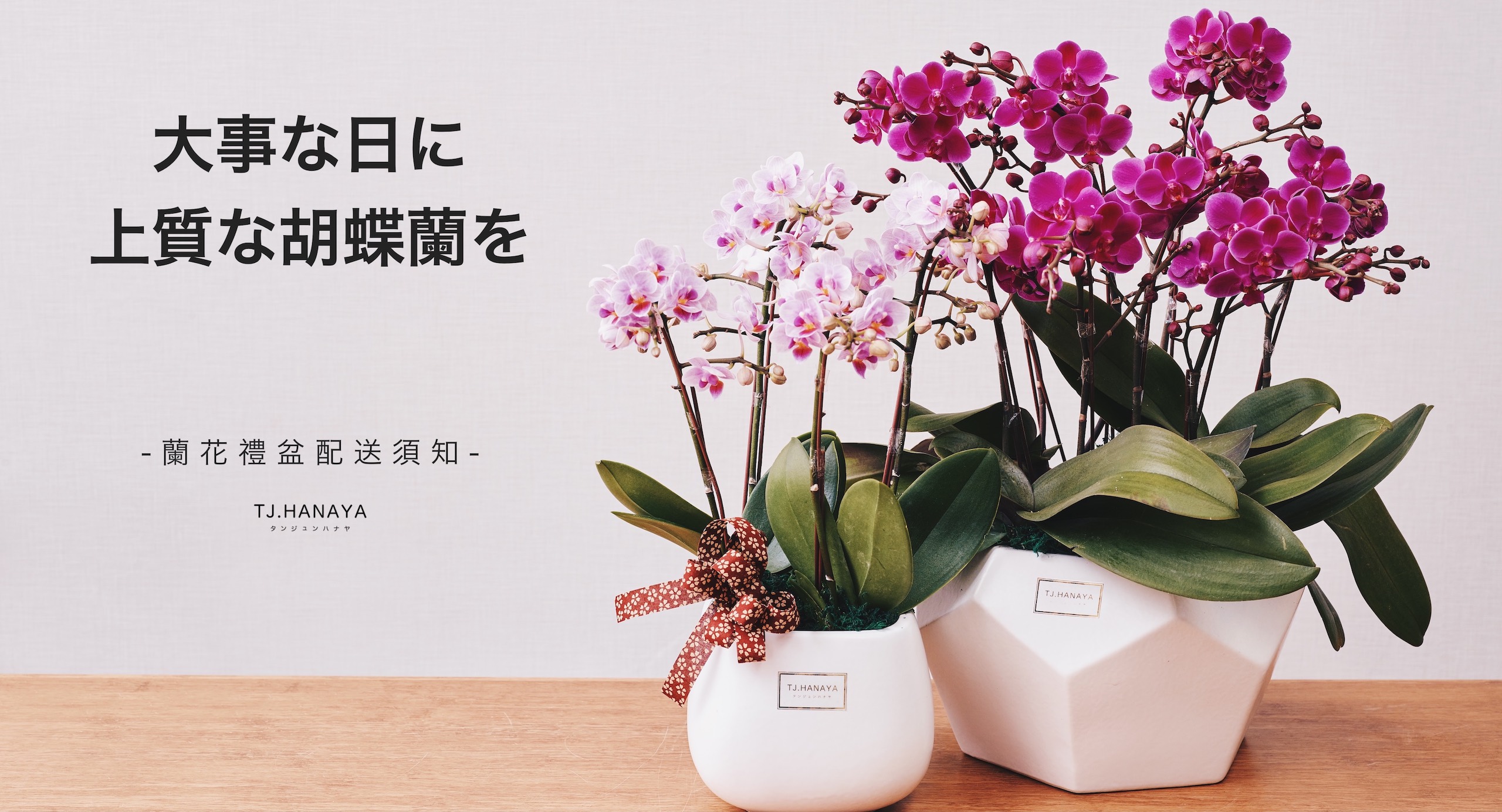 蝴蝶蘭配送須知 Tj Hanaya 緹緁花屋