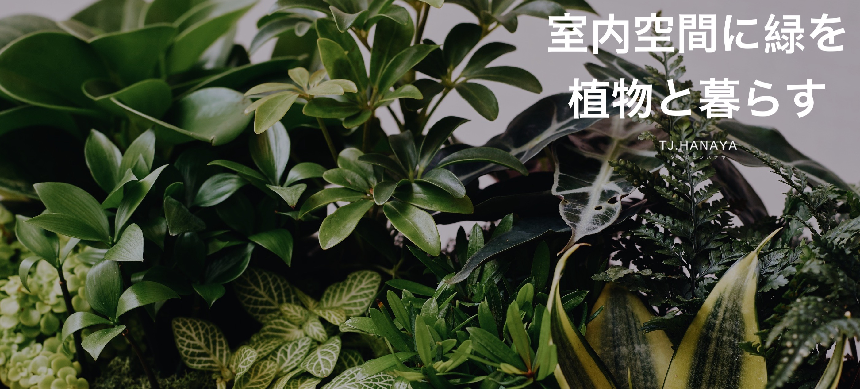 開幕送植物｜開店送植物｜盆栽送禮｜植物送禮