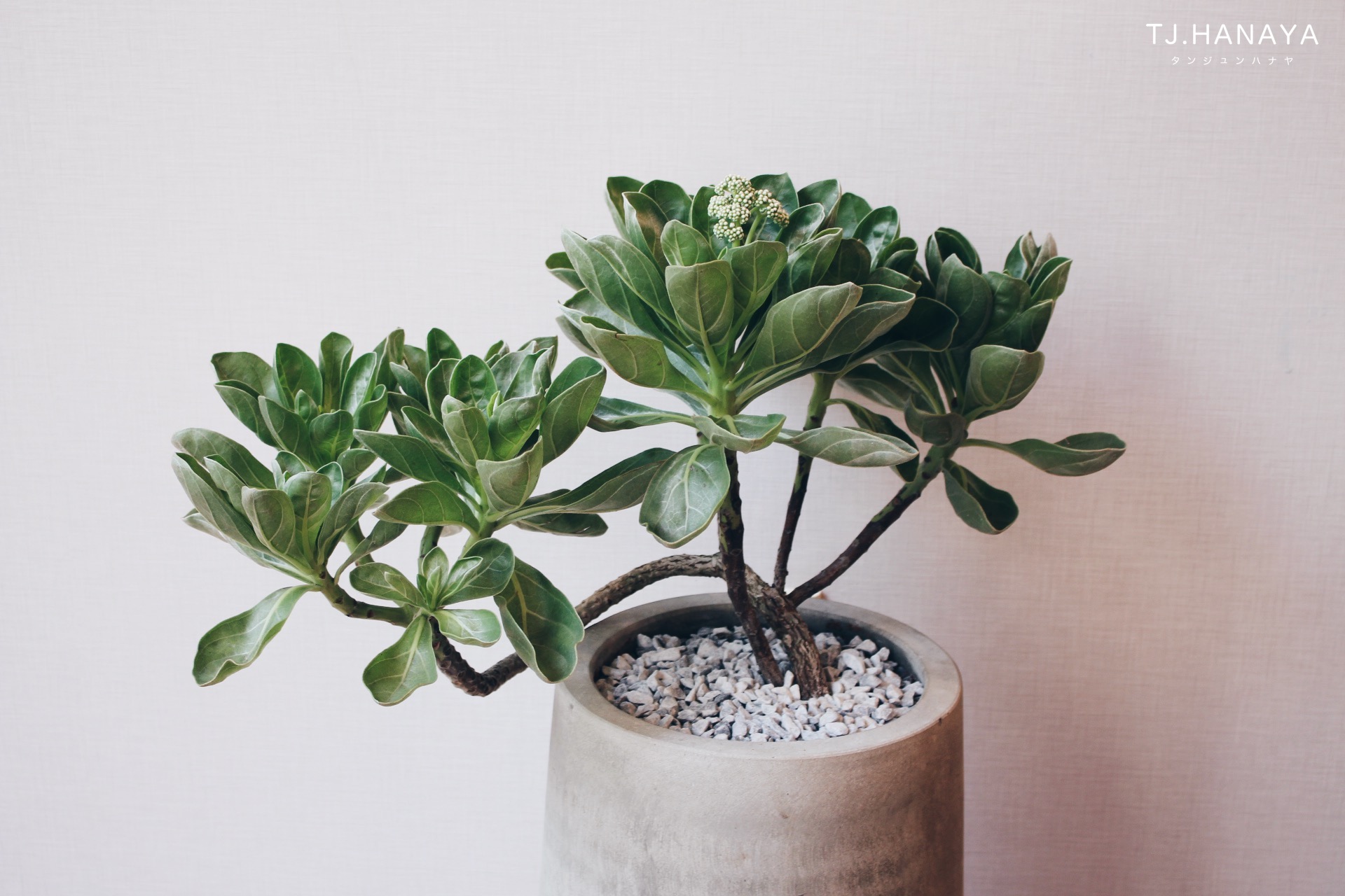 白水木寓意是什麼？完整介紹特色、擺放位置與養護方式指南