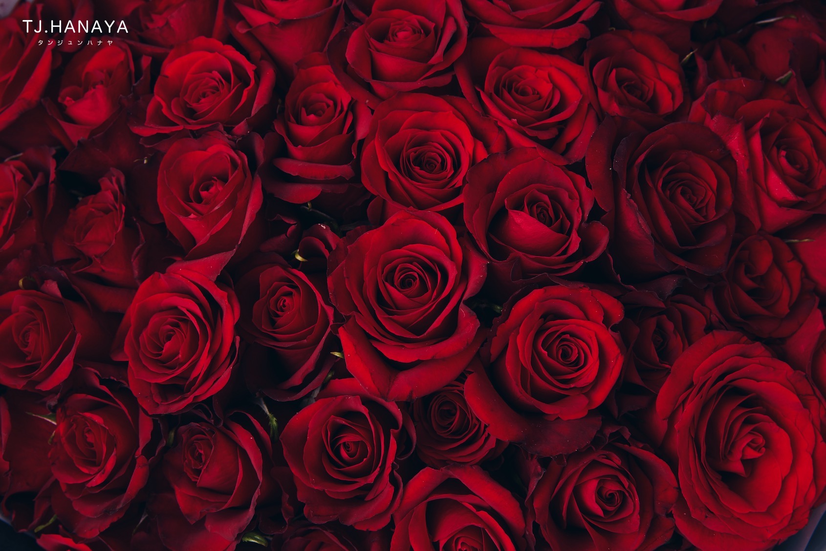 玫瑰朵數的秘密｜從一朵到九十九朵，每個數字都有它的愛