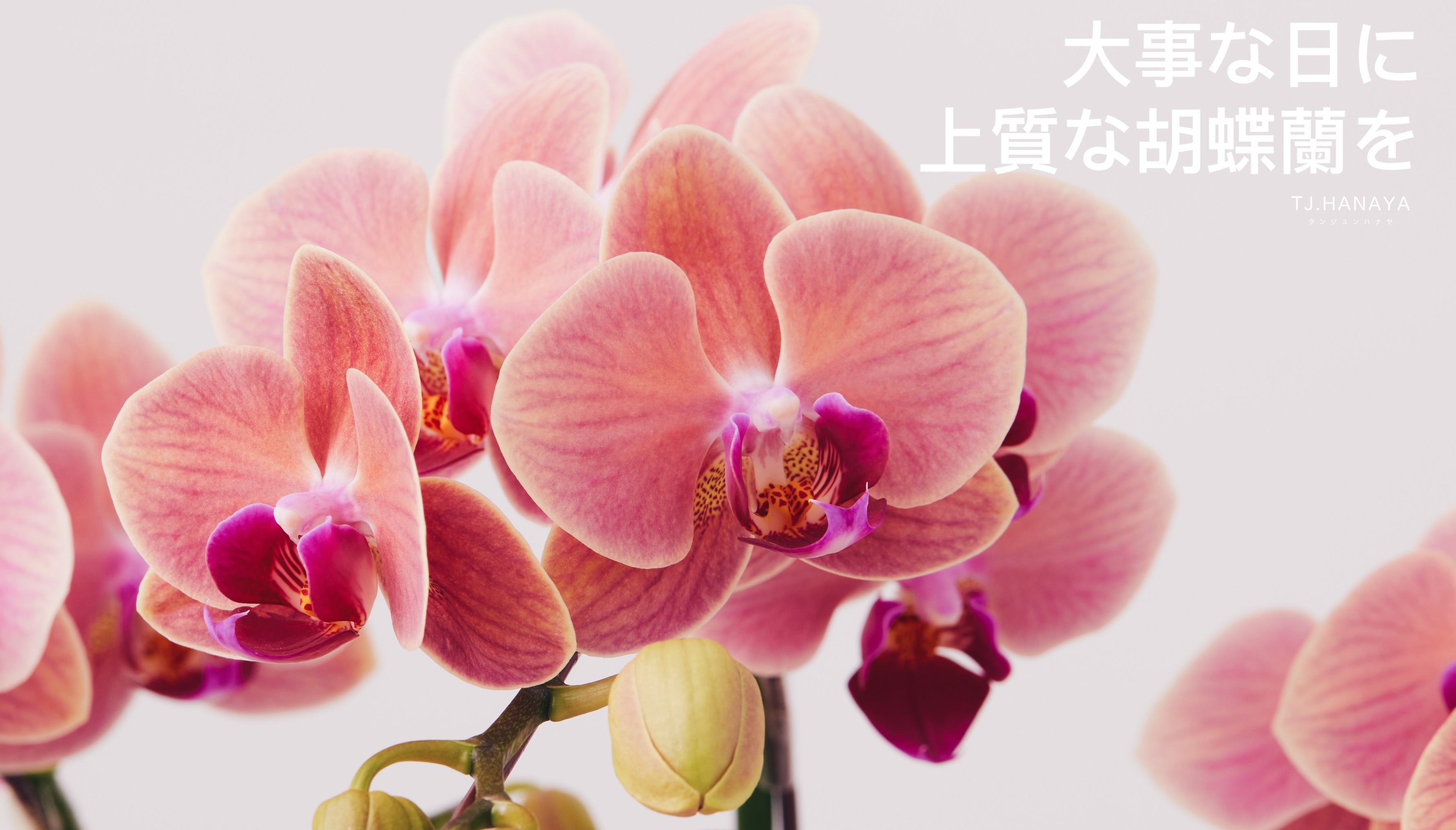 開幕蘭花禮盆-開店蘭花-活動蘭花推薦