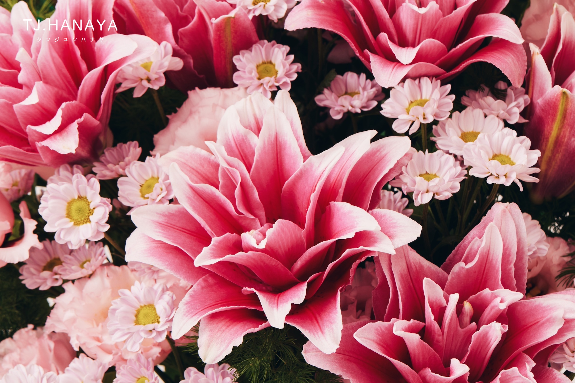 百合花花語是什麼？純潔、祝福與思念的象徵｜顏色含義與送禮指南