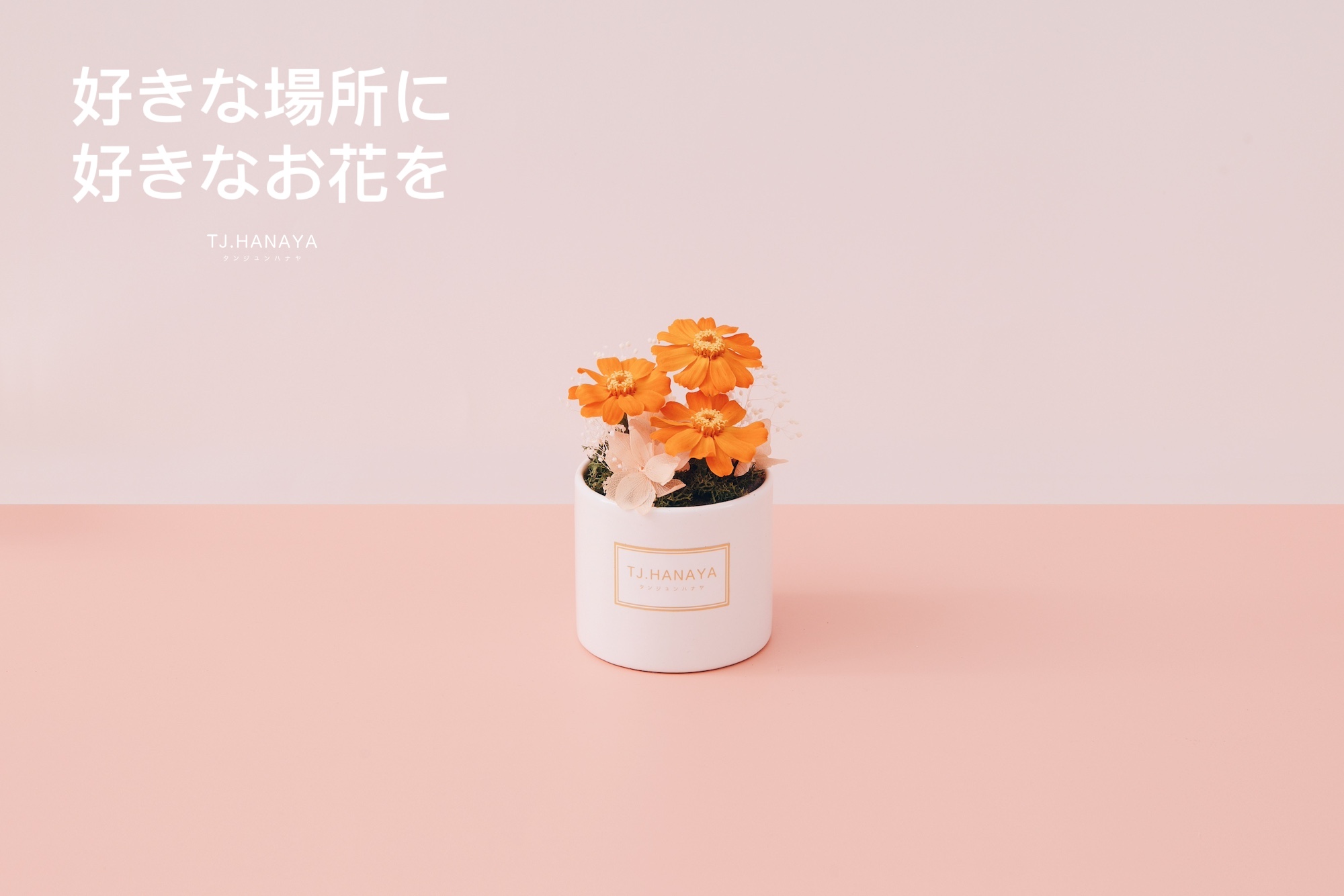 永生雛菊小盆花＃橙_507697f2bf7f570a83a6ce021d3254b8.JPG