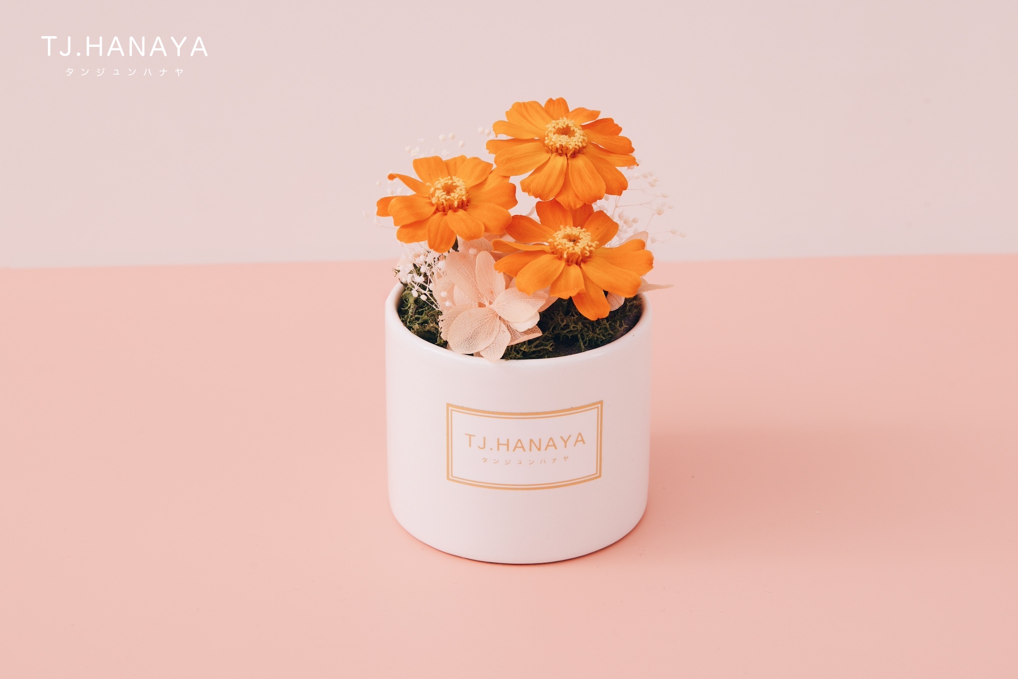 永生雛菊小盆花＃橙_5ff95f0f03578882d181df39ac9df460.JPG