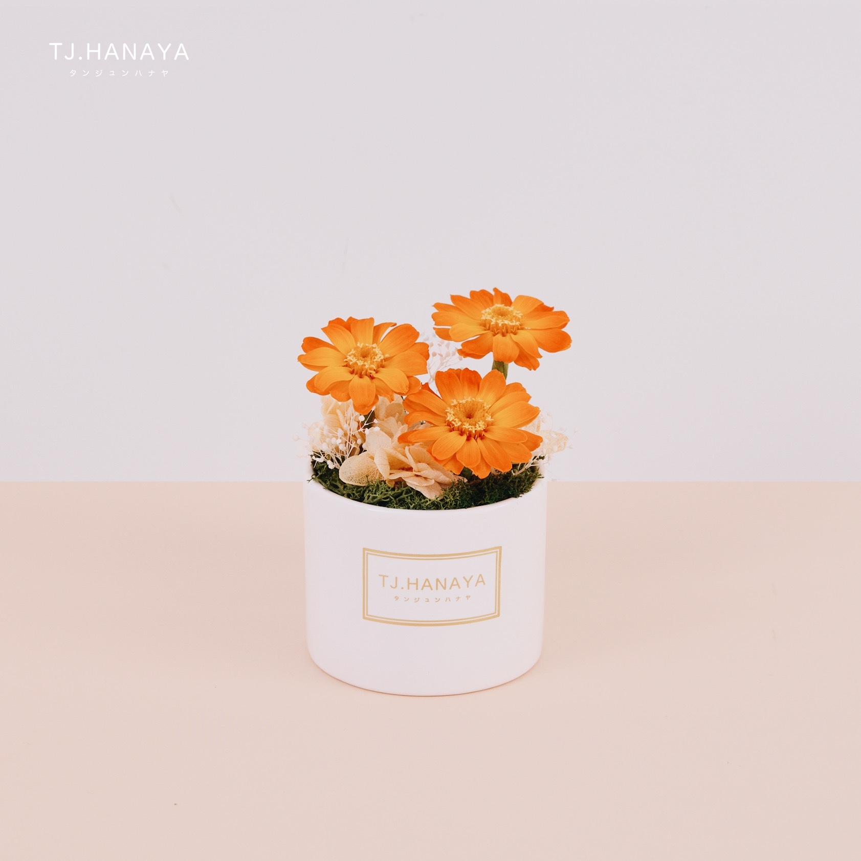 永生雛菊小盆花｜橙