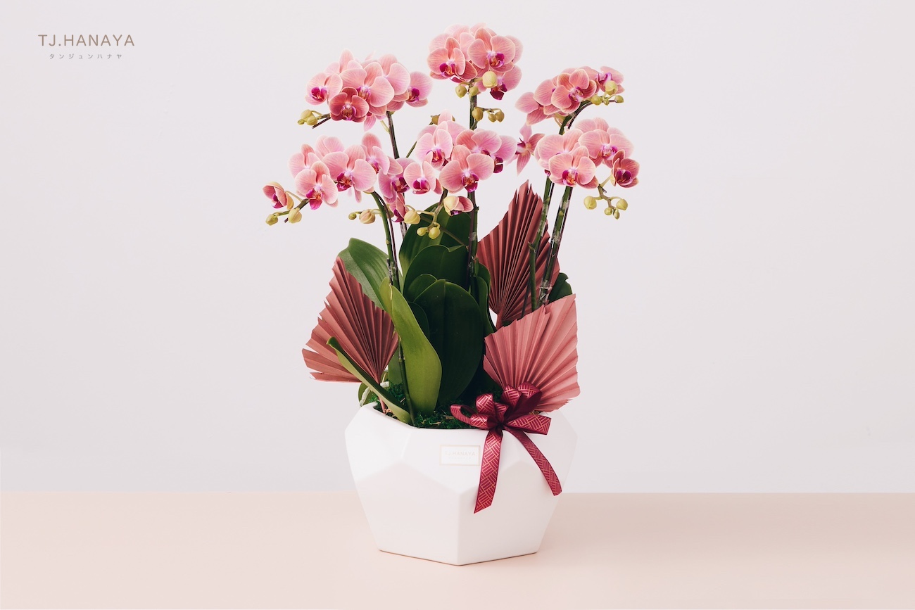 Orchid gifts in Taiwan｜Buying orchids online in Taiwan｜Order orchids online in Taiwan