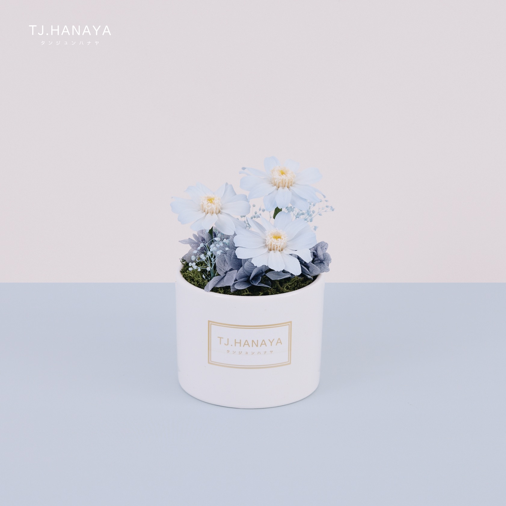 藍色小雛菊盆花-小雛菊花禮-生日交換禮物推薦