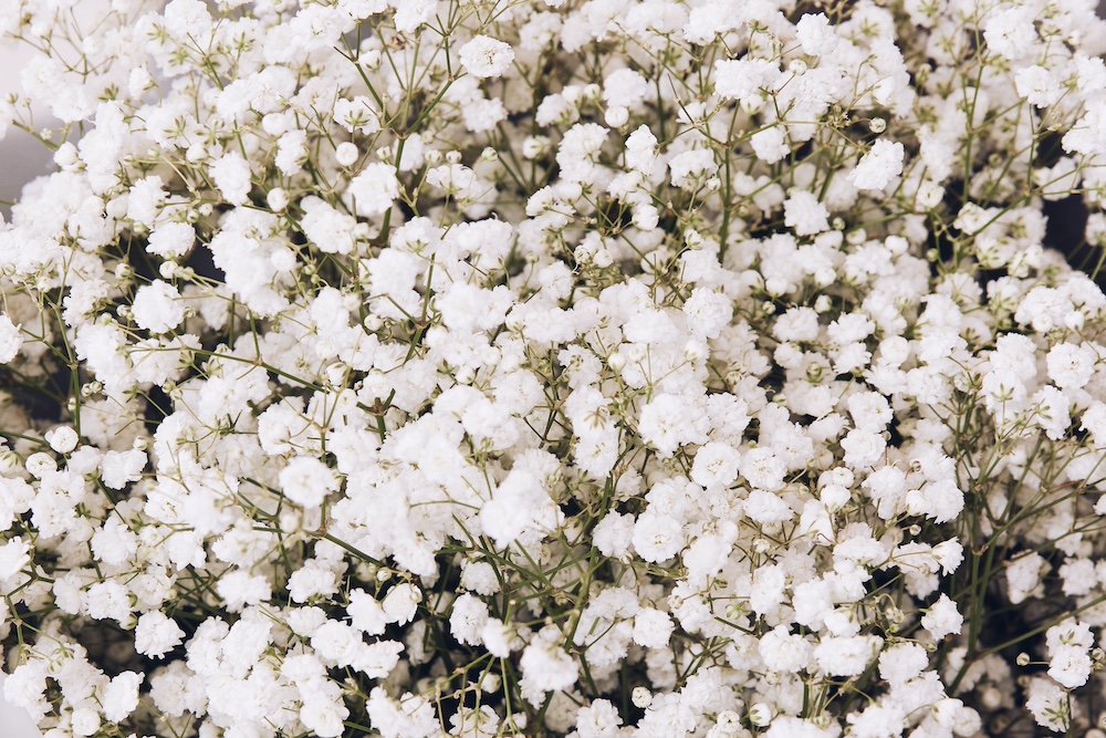 滿天星花語-滿天星含義-滿天星寓意