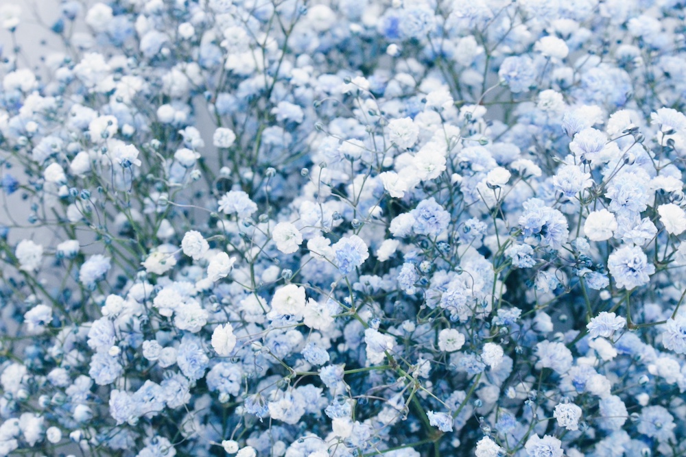 藍色滿天星花語-藍色滿天星含義-藍色滿天星寓意