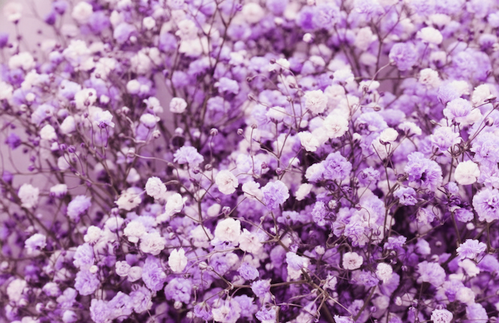 紫色滿天星花語-紫色滿天星含義-紫色滿天星寓意