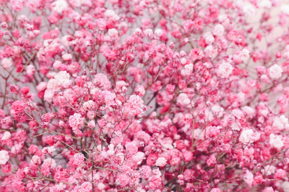 粉色滿天星花語-粉色滿天星含義-粉色滿天星寓意