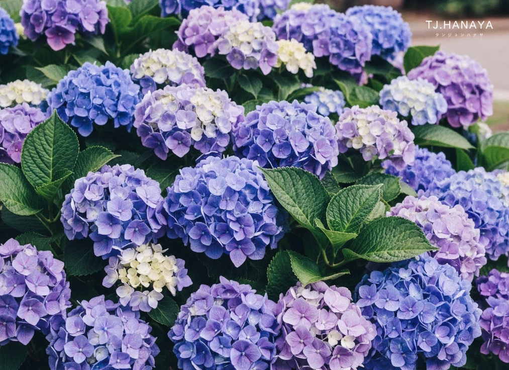 繡球花花語是什麼？感謝與幸福的象徵｜顏色含義與送禮指南