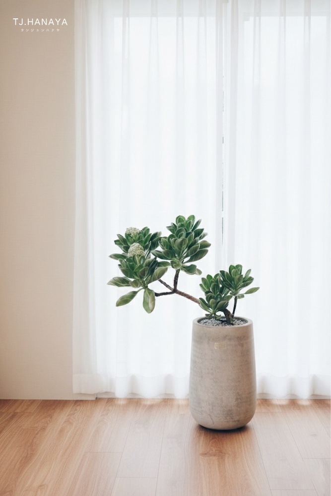 白水木-豪宅植物-盆栽送禮