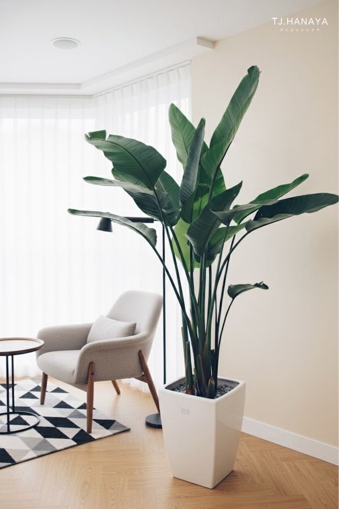 天堂鳥-豪宅植物-盆栽送禮