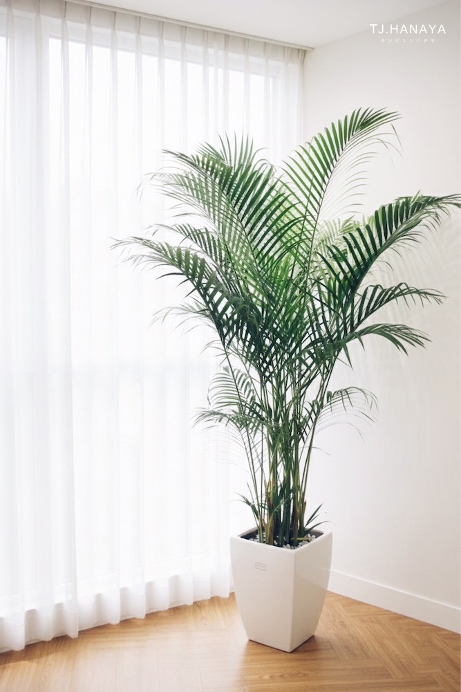 黃椰子-開幕盆栽推薦-落地植物推薦
