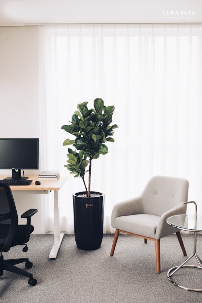 琴葉榕-豪宅植物-盆栽送禮