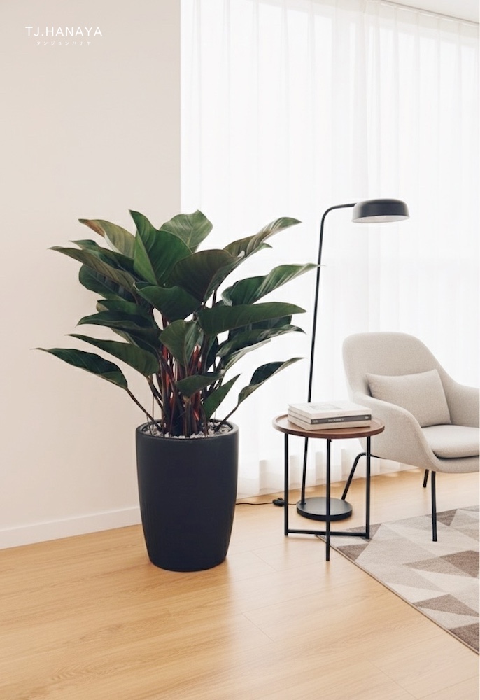 紅寶石-豪宅植物-盆栽送禮推薦