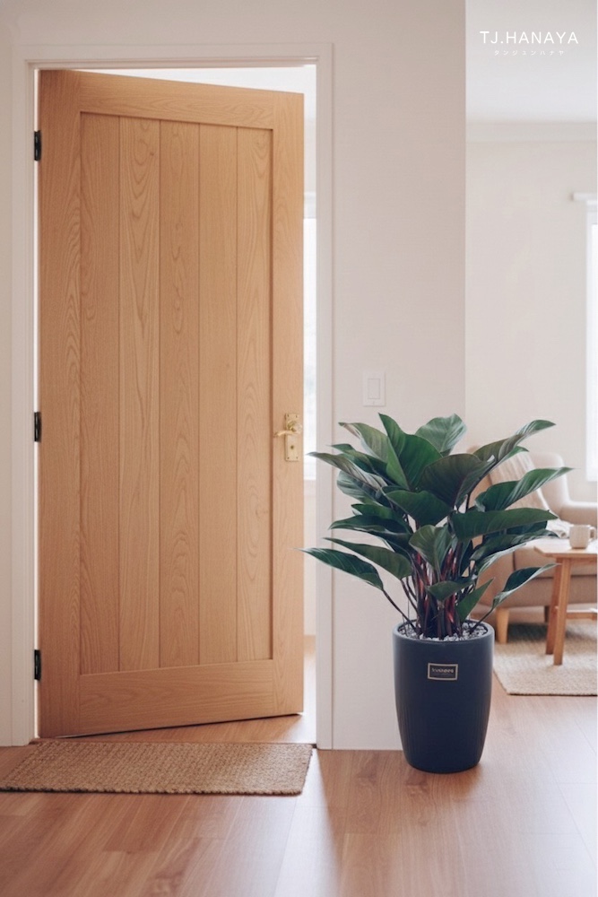 紅寶石-開幕盆栽推薦-落地植物推薦