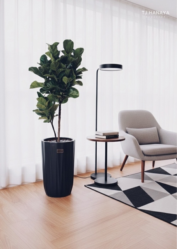 琴葉榕-落地盆栽-室內擺放建議