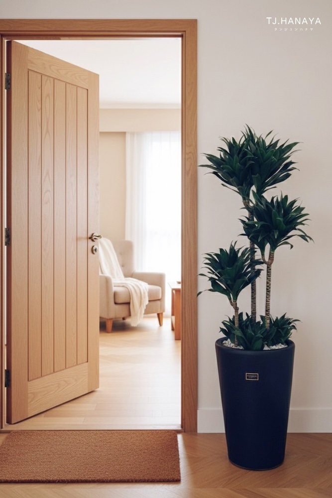 阿波羅千年木-開幕盆栽推薦-落地植物推薦