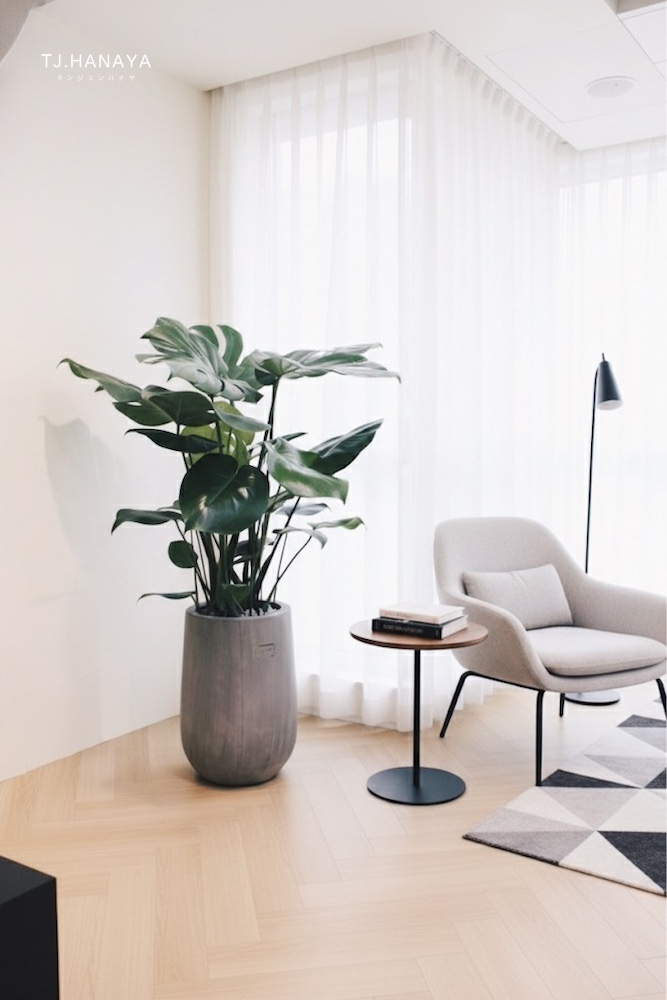 龜背芋-室內盆栽推薦-落地植物擺設